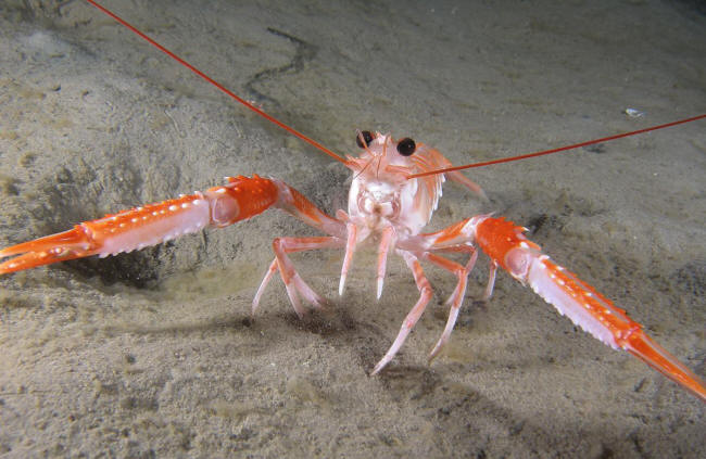 Jomfruhummer