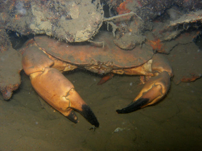 Taskekrabbe