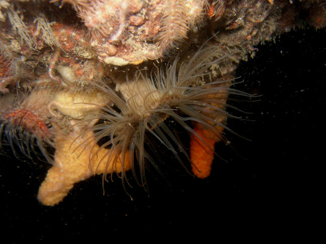 Lille s�anemone