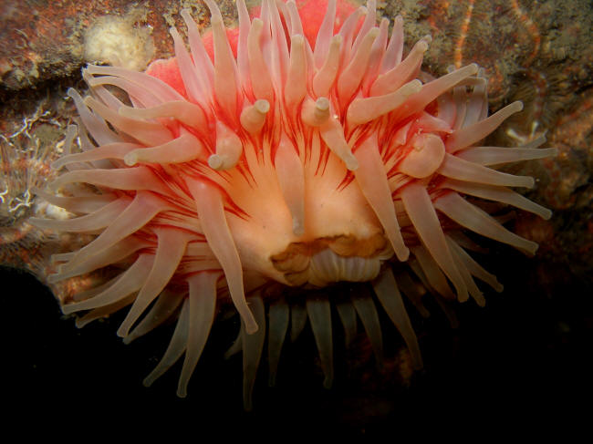 Sto rs�anemone