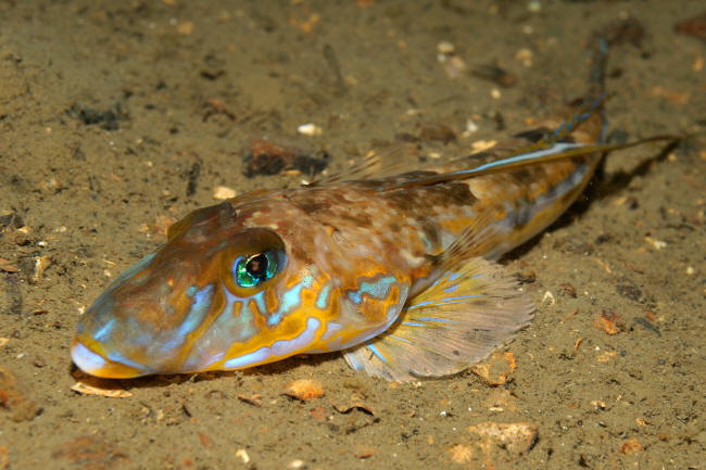 Fløjfisk