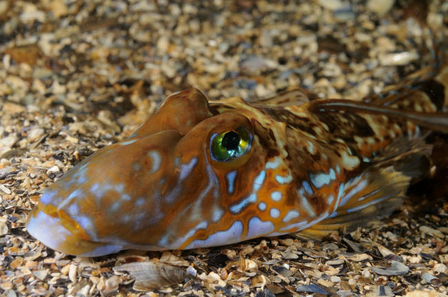 Fløjfisk