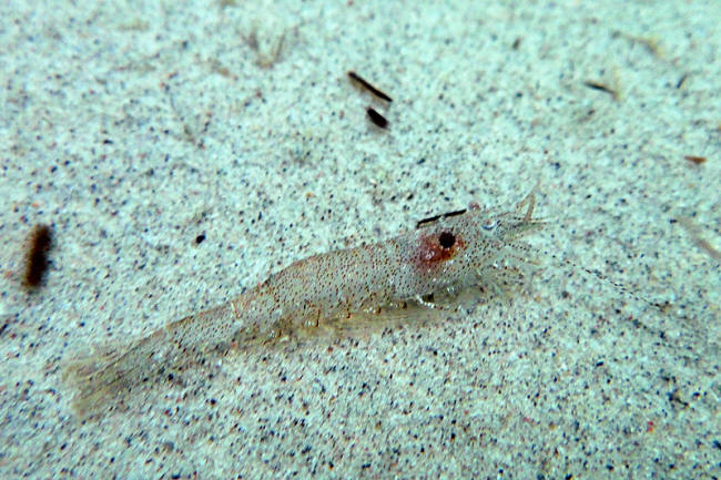 Sandreje