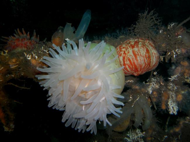 Anemone