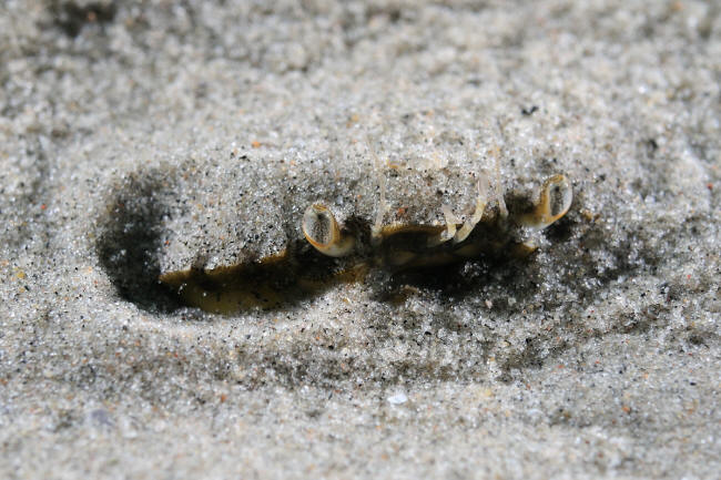 Strandkrabbe