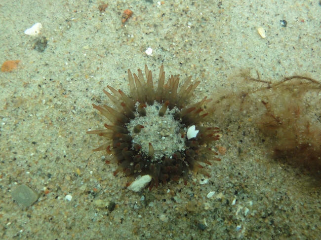 Søanemone