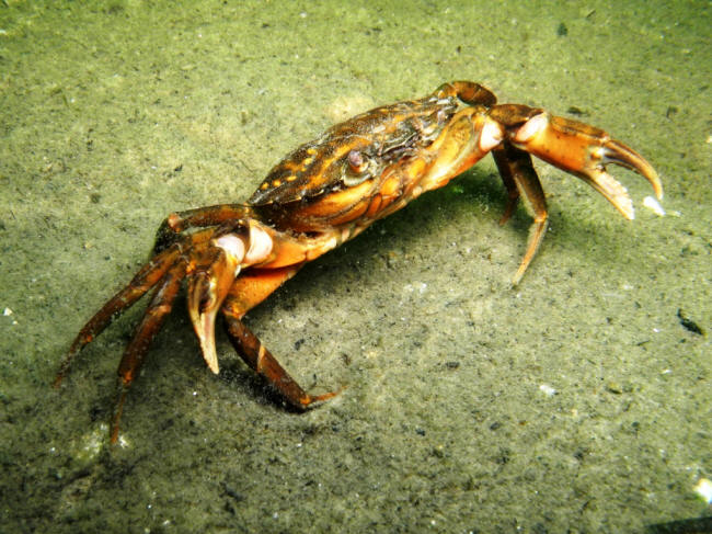 Krabbe