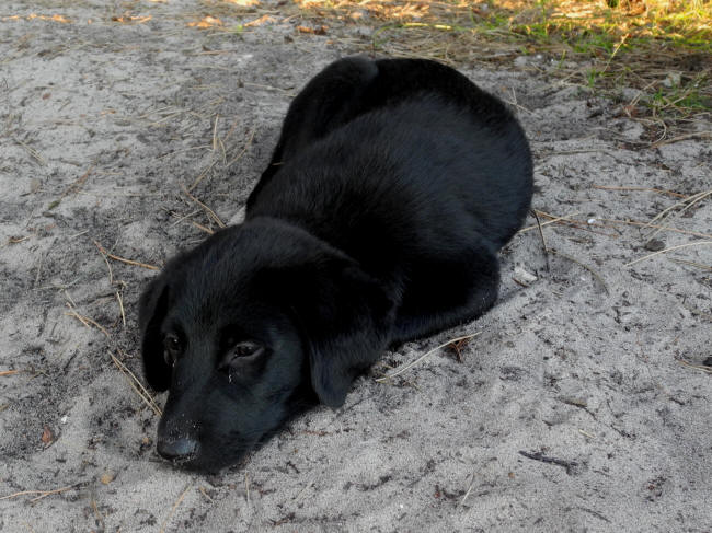 Tr�t lille hund