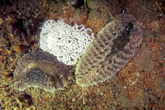 Nogle af de mange nøgensnegle på vraget