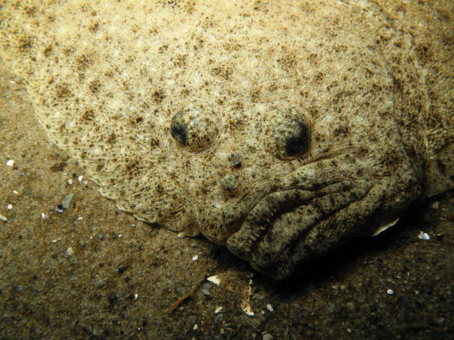 Pigvarre