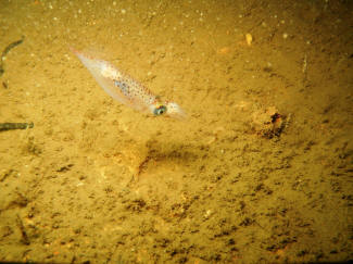 Bl�ksprutte