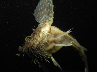 Panserulk