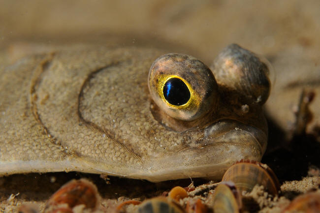 Skrubbe