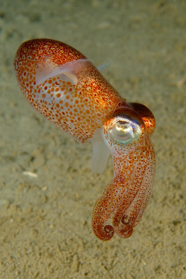 Blæksprutte