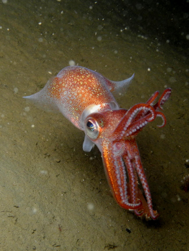 blækprutte