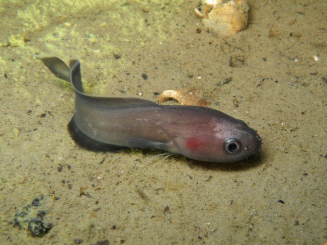 Haletudsefisk