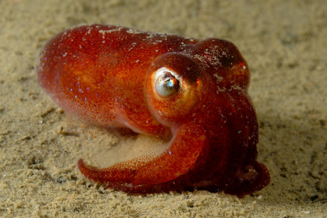 Blæksprutte