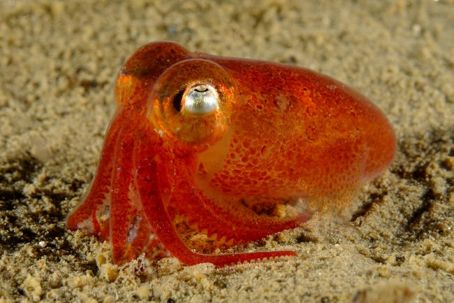Blæksprutte