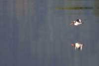 img_0261_small.jpg