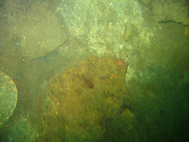 sb017.jpg