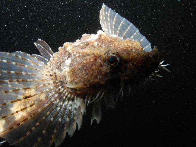 Panserulk